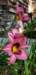 _171607_small.jpg