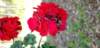 _170909_small.jpg