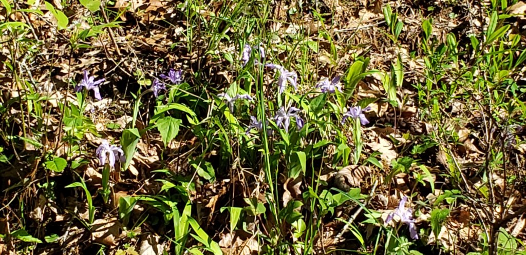 _171121.jpg