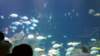 _131830_small.jpg