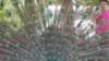 _133450_small.jpg
