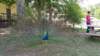 _133500_small.jpg