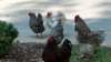 _134348_small.jpg