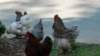 _134351_small.jpg