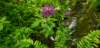 _135707_001_small.jpg