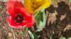_150633_small.jpg