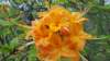 _110603_small.jpg