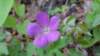 _172152_small.jpg