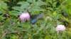 _124310_small.jpg