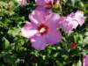 _095646_small.jpg