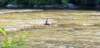_105601_small.jpg