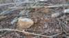 _155340_small.jpg