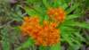 _100952_small.jpg